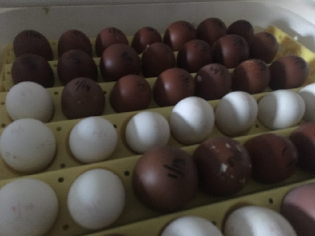 Black Copper Marans Hatching Eggs Wheaton Mountain Farm