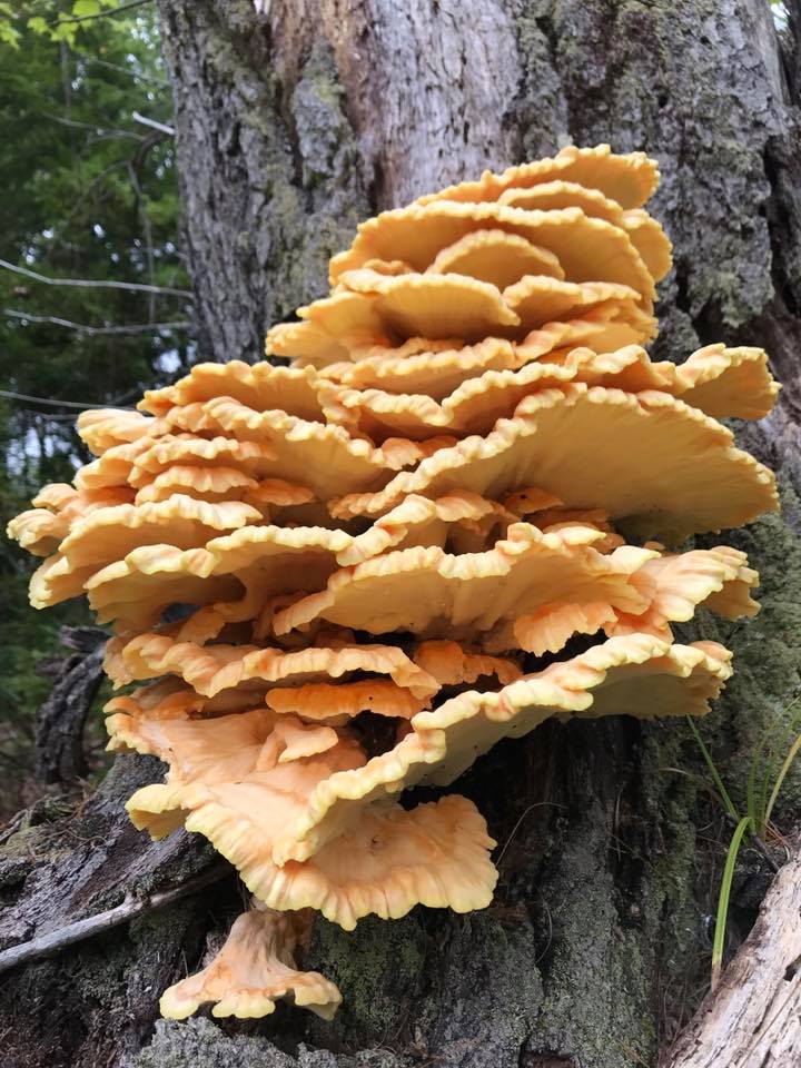 3-easy-to-id-edible-maine-mushrooms-wheaton-mountain-farm