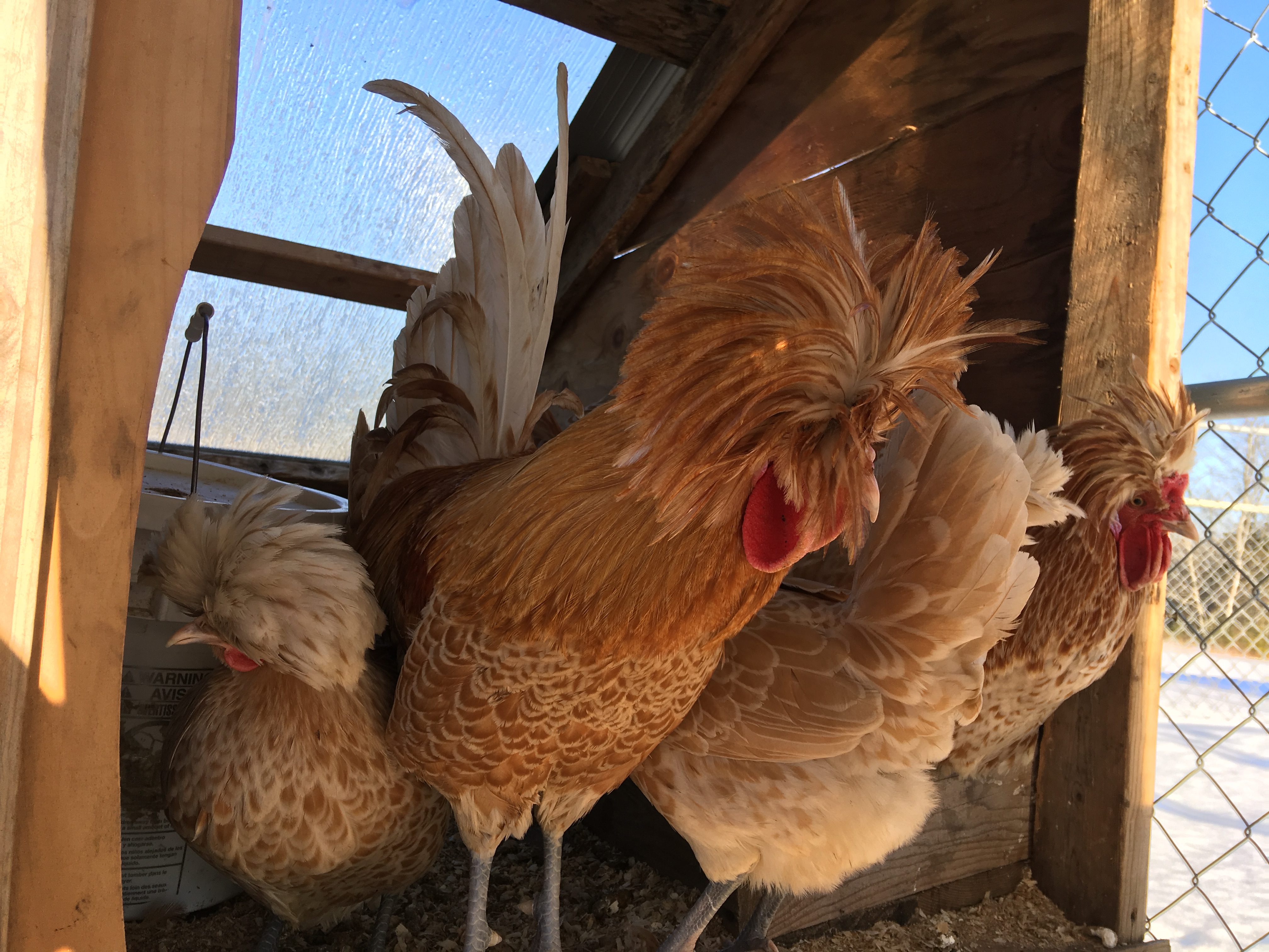 White Laced Buff Polish Chicks Wheaton Farm & Homesteading