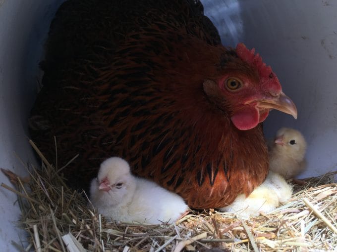 Chicks By Mail Marans, Ameraucana, Polish, Olive Egger