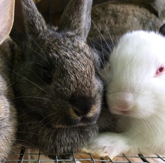 Hobbit Hill Homestead Fresh Produce. Homesteading Projects