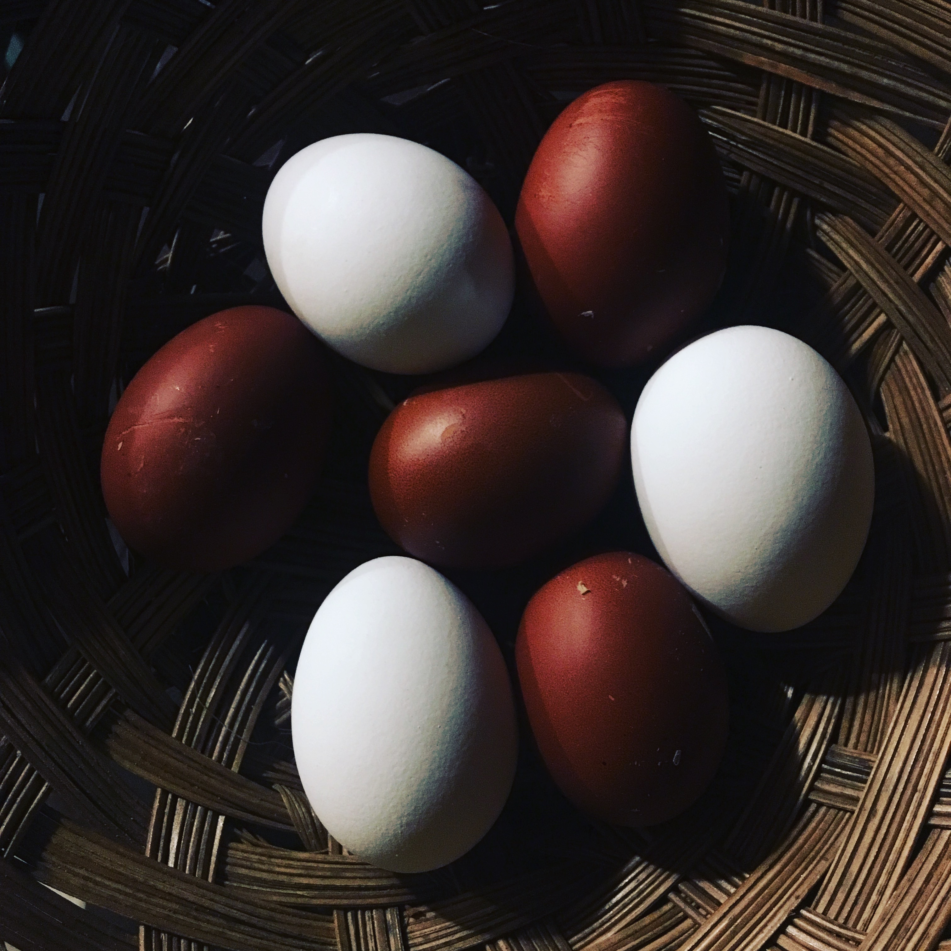 Copper maran and polish eggs Wheaton Mountain Farm