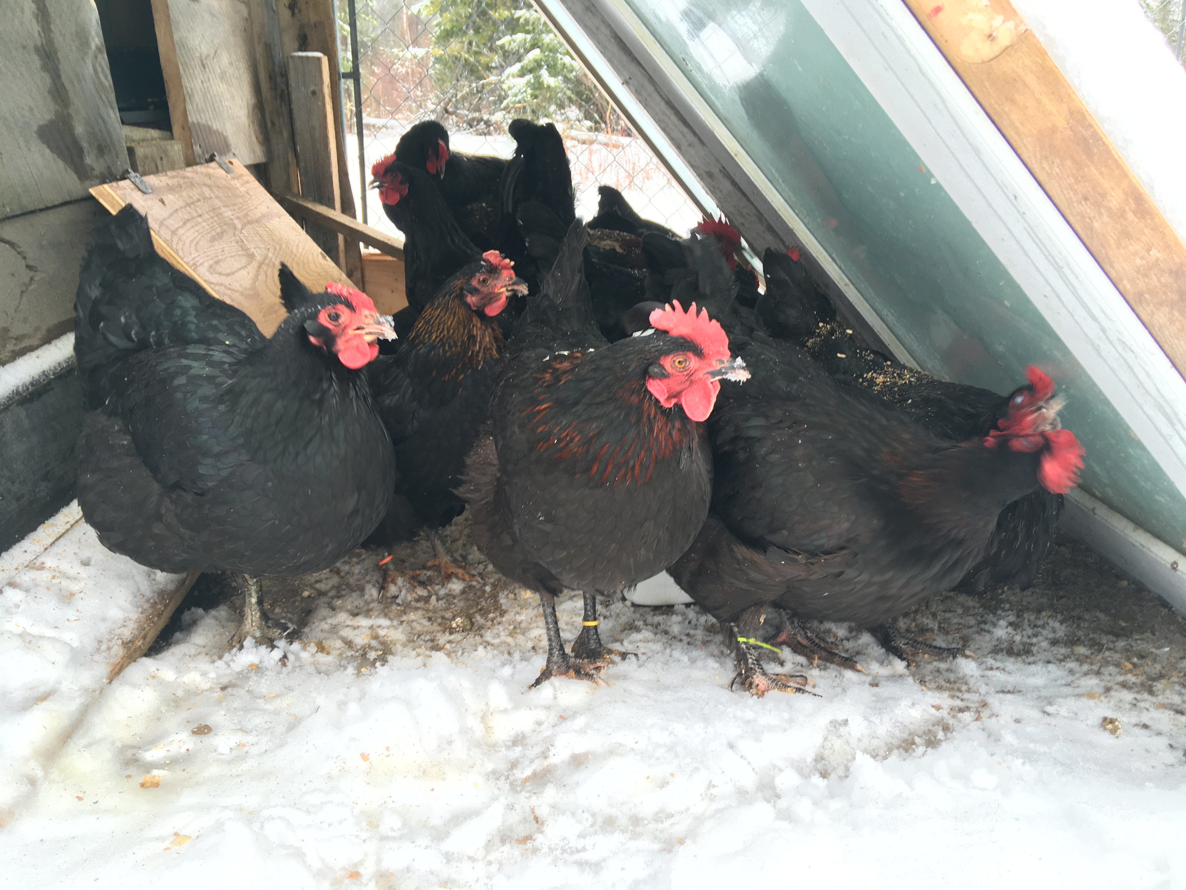 Black Copper Marans Hatching Eggs Wheaton Mountain Farm