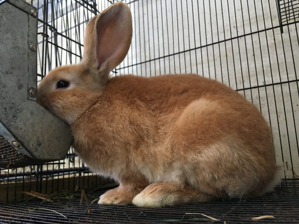 garfield flemish giant fawn rabbit giant breeds of rabbit orange bunny