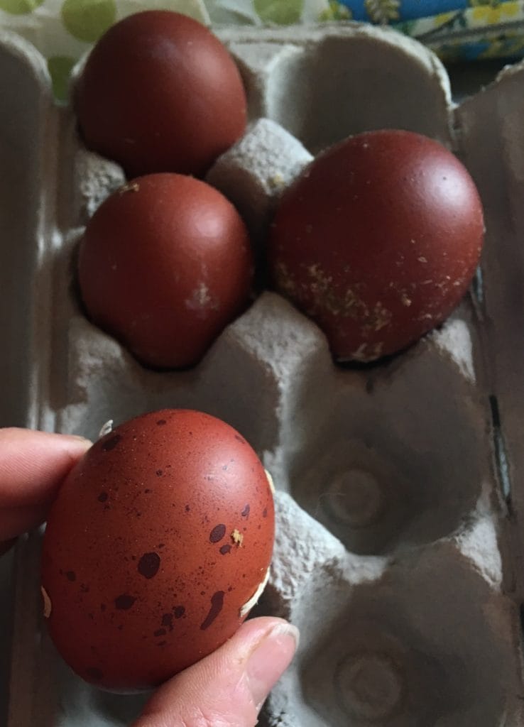 Black Copper Marans Hatching Eggs Wheaton Mountain Farm