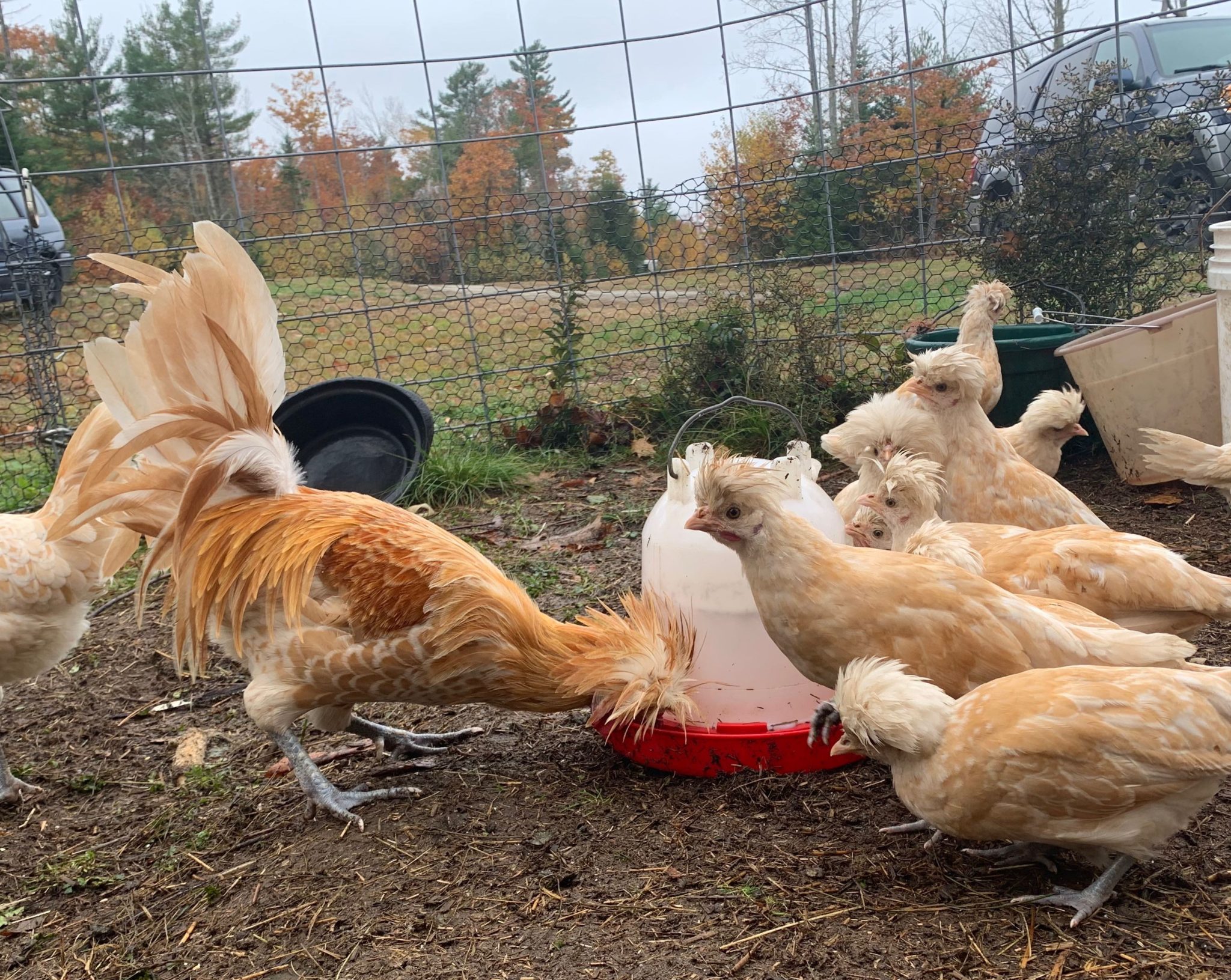 White Laced Buff Polish Chickens