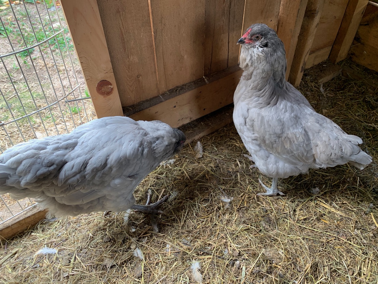 Lavender Ameraucana Chicks Wheaton Mountain Farm