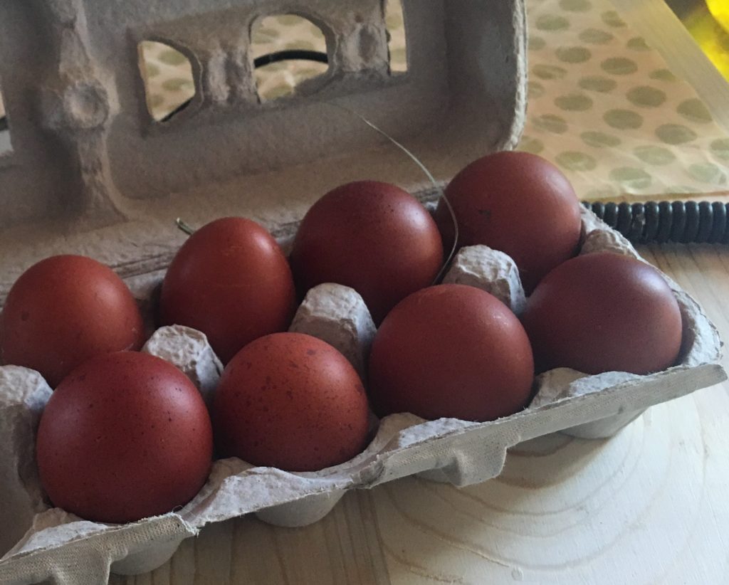 Black Copper Marans Hatching Eggs - Wheaton Mountain Farm