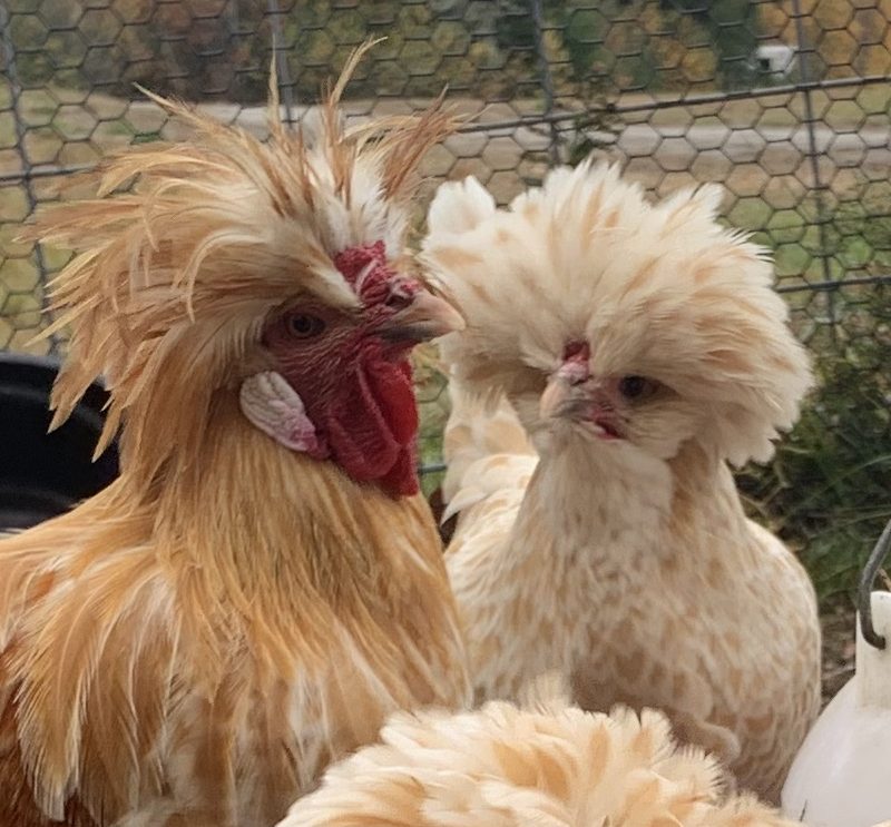 White Laced Buff Polish Chicks Wheaton Mountain Farm