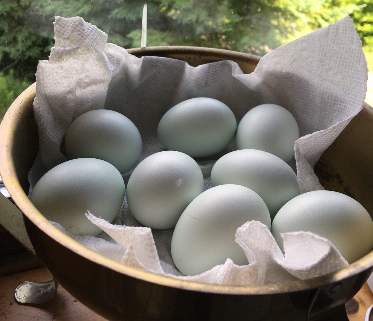 Ameraucana DayOld Chicks Wheaton Farm & Homesteading