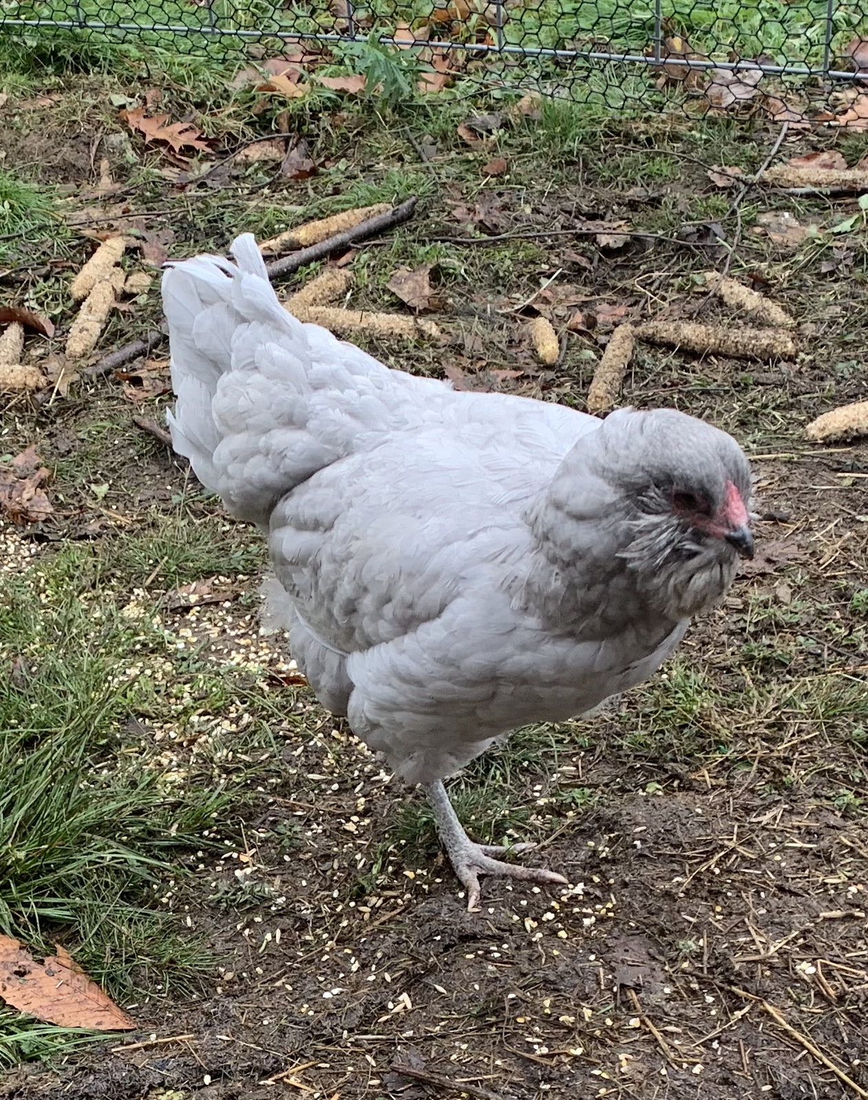 Lavender Ameraucana Chicks Wheaton Mountain Farm