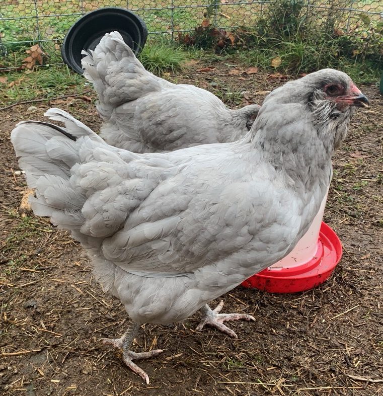 Lavender Ameraucana Chicks Wheaton Mountain Farm