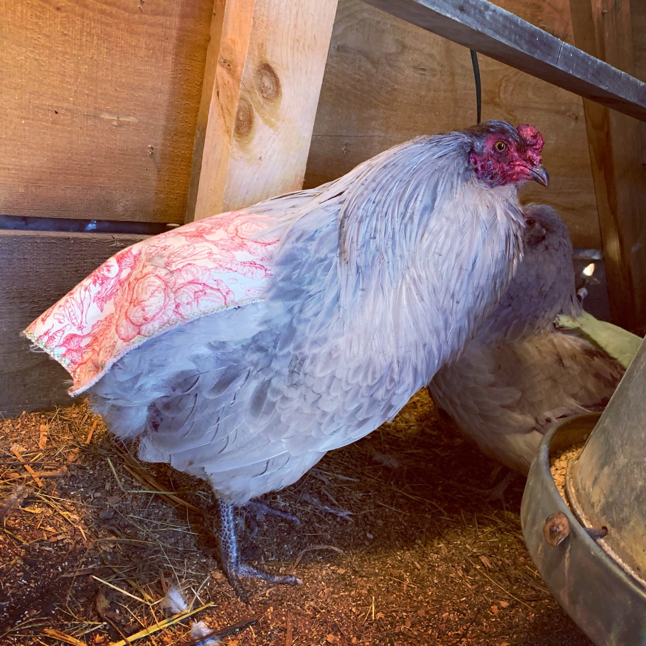 Lavender SelfBlue Ameraucana Hatching Eggs Shipped